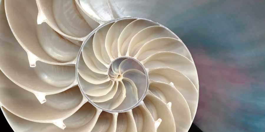 Nautilus by artist Andrew Levine