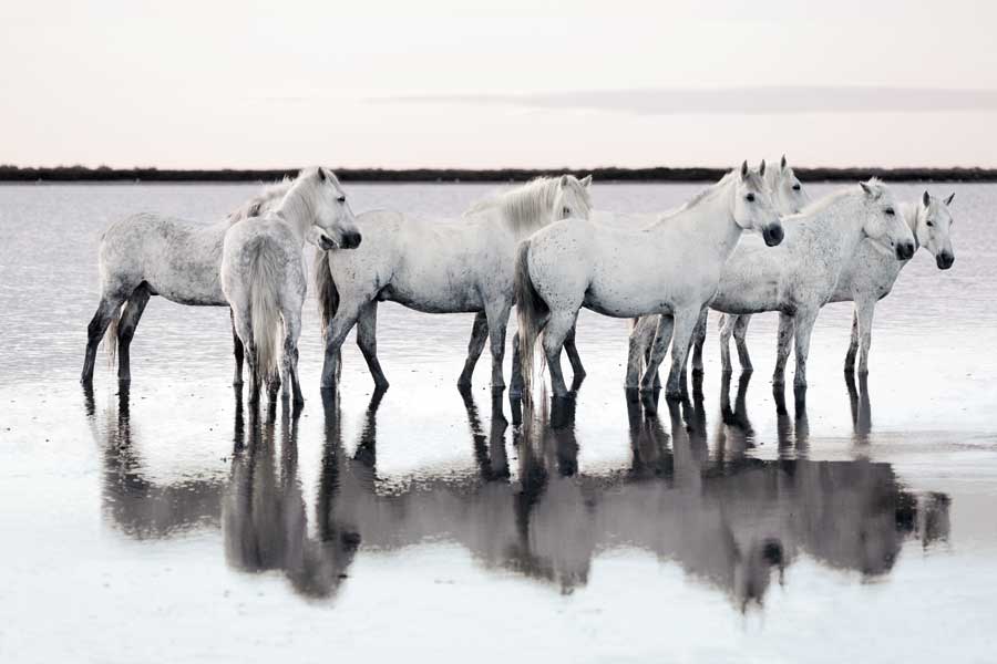 Calm Waters by artist Jorge Llovett