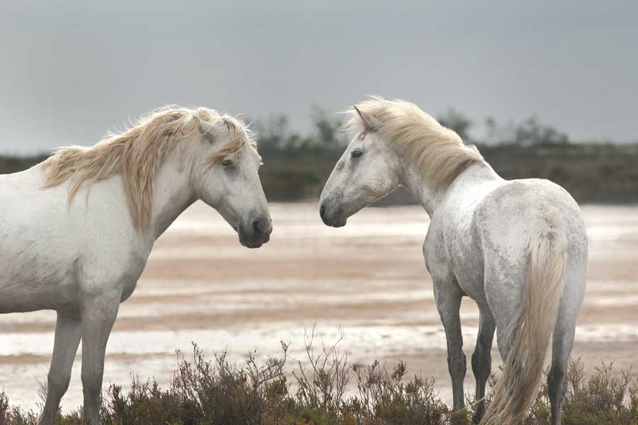 Friendship by artist Jorge Llovet