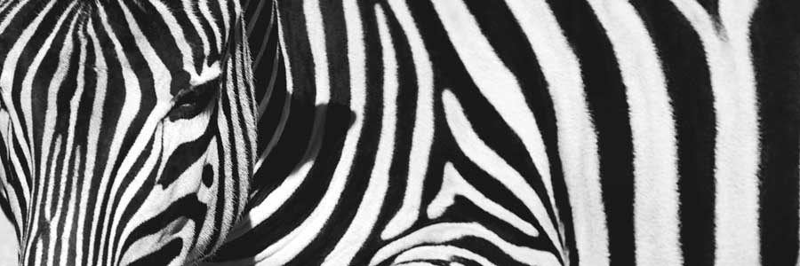 Always Here by artist  Jorge Llovet