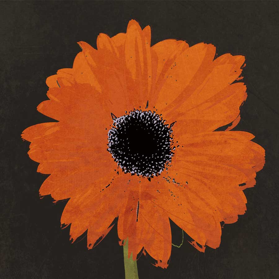 Midnight Gerbera I by artist Robert Lacie