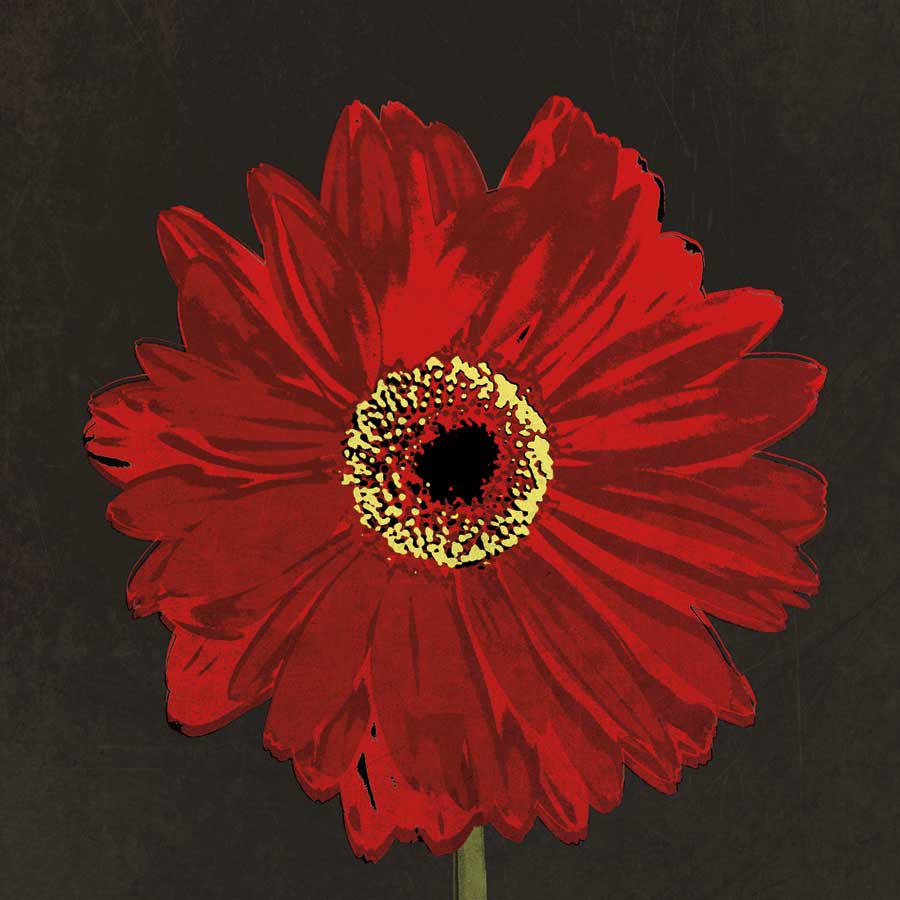 Midnight Gerbera III by artist Robert Lacie