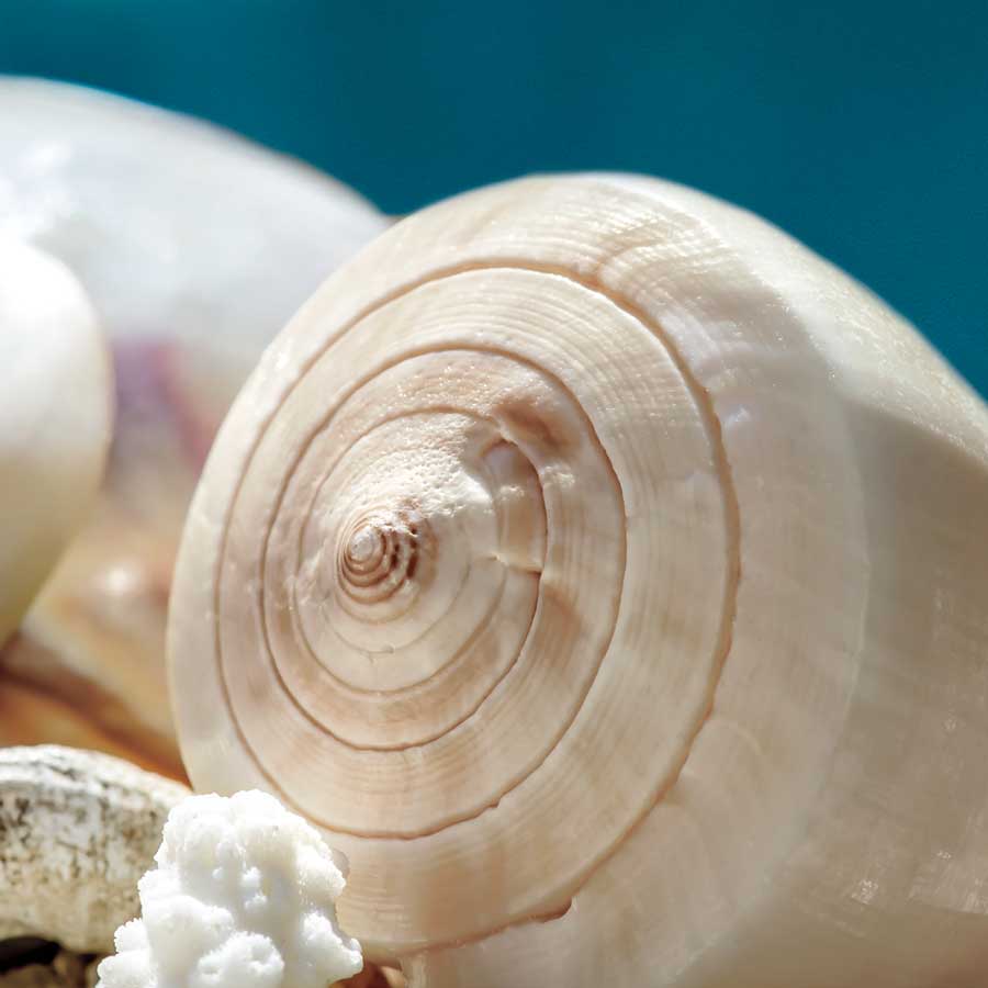 Shell Quartet by artist  Dina Marie