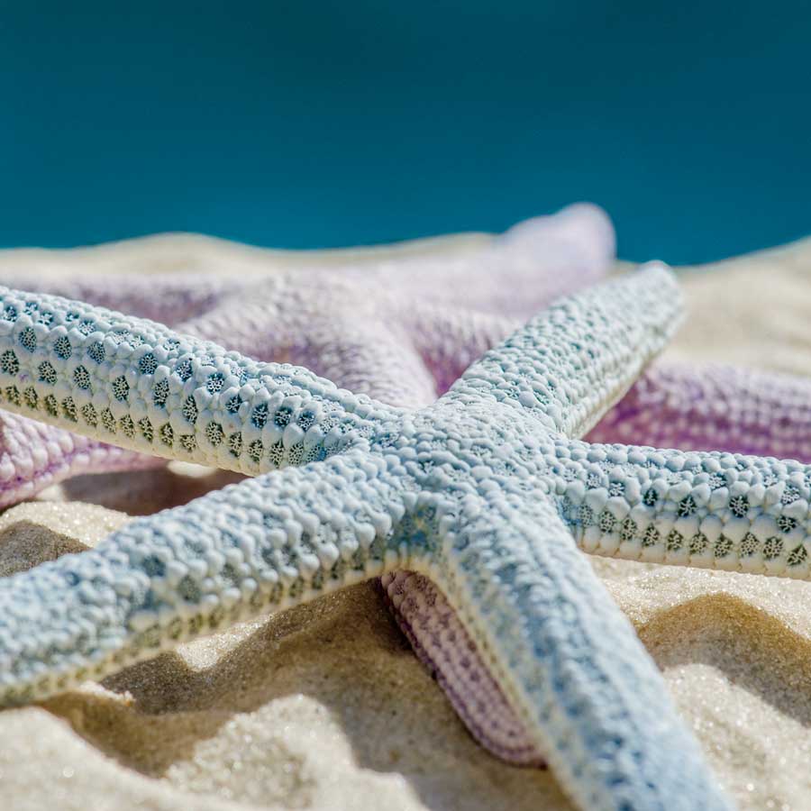 Color Full by artist  Dina Marie