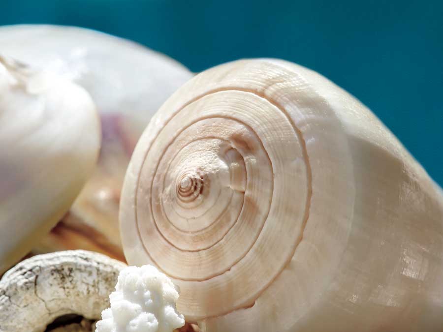 Shell Quartet by artist  Dina Marie