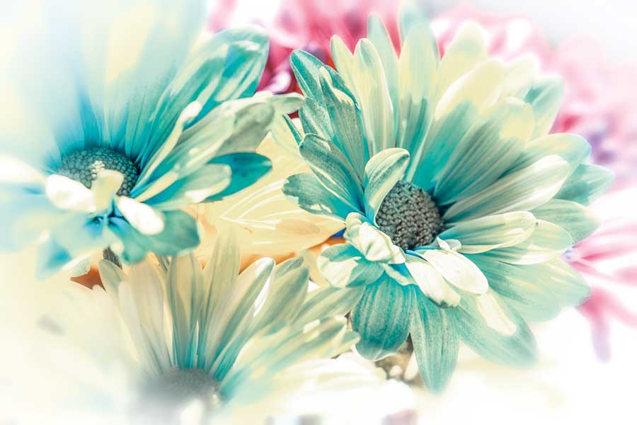 Colored Stars by artist  Dina Marie