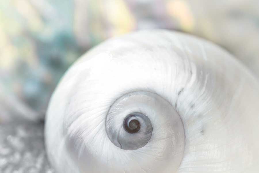 Pearl Lite by artist  Dina Marie