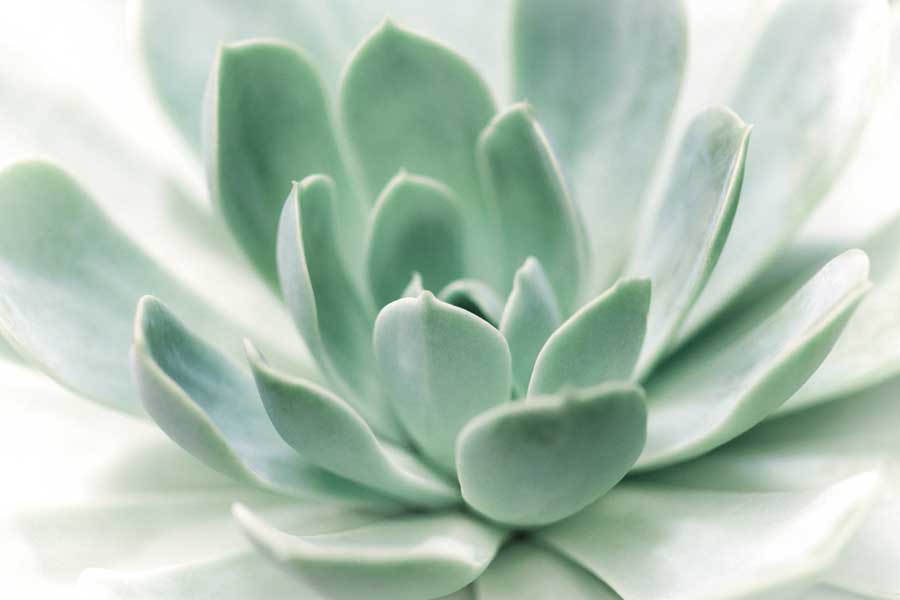 Zen by artist  Dina Marie