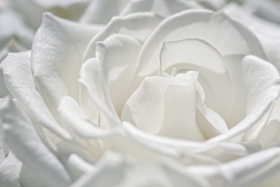 Coolness by artist  Dina Marie