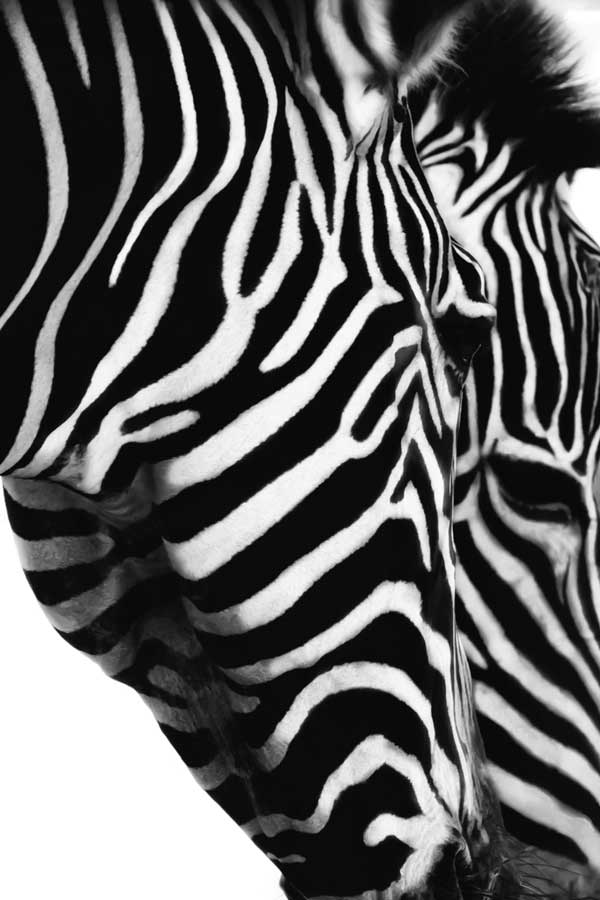 Partners In Crime by artist  Dina Marie