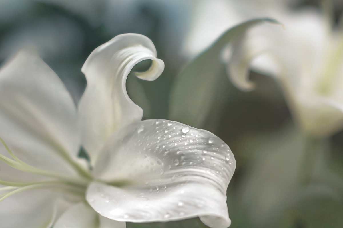 Charmed by artist  Dina Marie