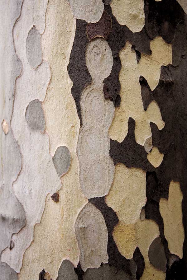 Nature&#8217;s Abstract I by artist  Jeff Maihara