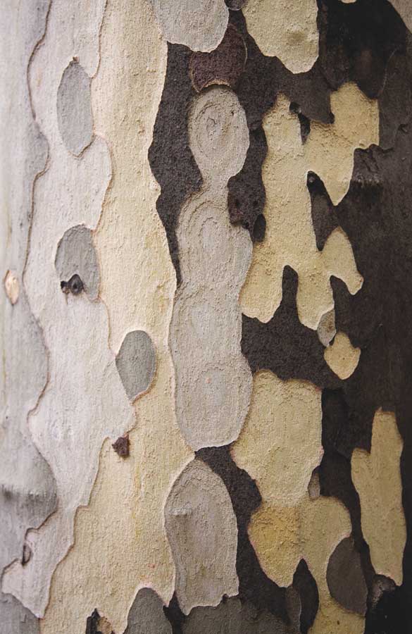 Nature's Abstract I by artist  Jeff Maihara. Signature Collection