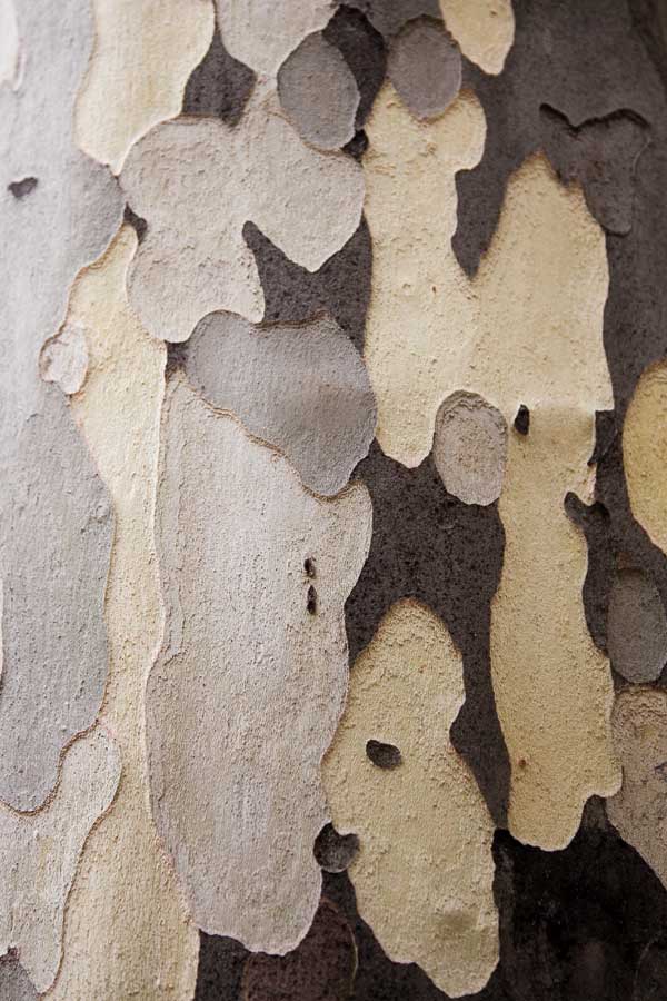 Nature&#8217;s Abstract II by artist  Jeff Maihara