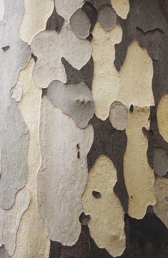 Nature's Abstract II by artist  Jeff Maihara. Signature Collection