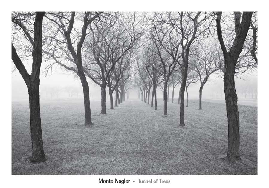 Tunnel of Trees by artist Monte Nagler