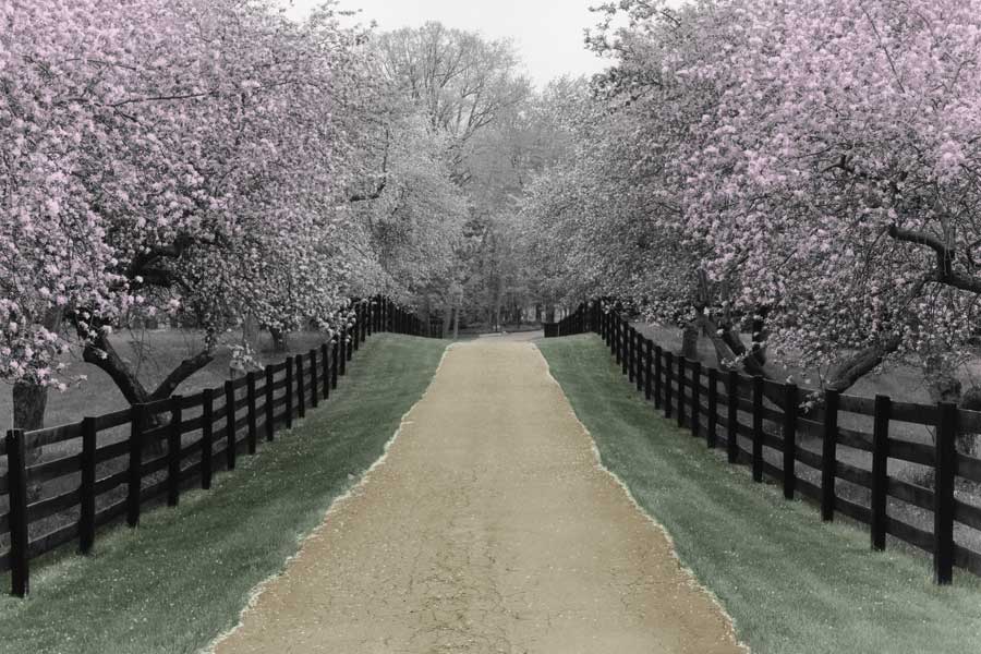 Apple Blossom Lane by artist Monte Nagler