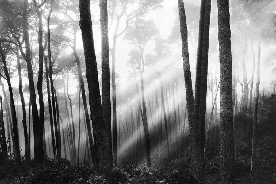 Mystical Forest &#038; Sunbeams by artist  Monte Nagler