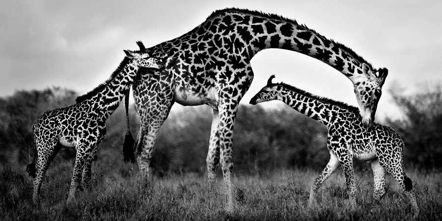 Giraffe Family by artist Xavier Ortega