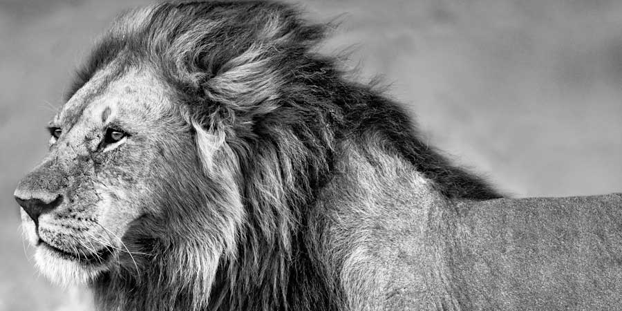 Lion Eyes by artist Xavier Ortega