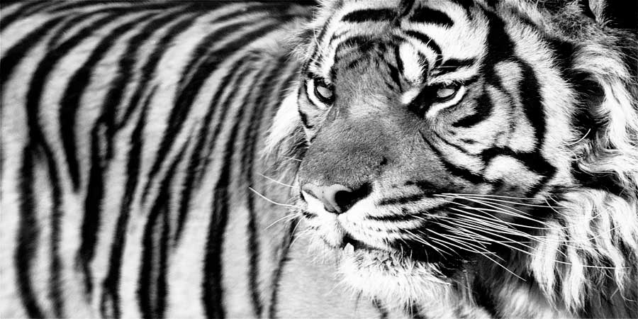 Tiger Eyes by artist Xavier Ortega