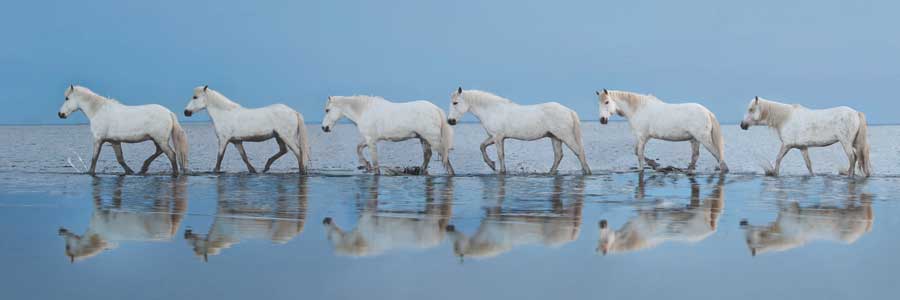 Walk On by artist Xavier Ortega