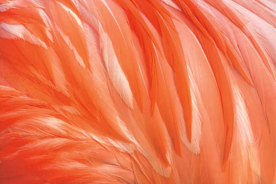 Danza de la Pluma by artist Xavier Ortega