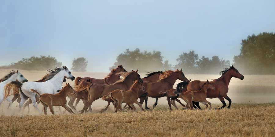 Freedom by artist Xavier Ortega