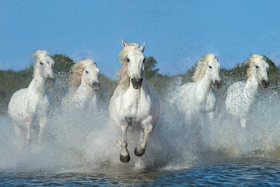 The Beautiful Five by artist  Xavier Ortega