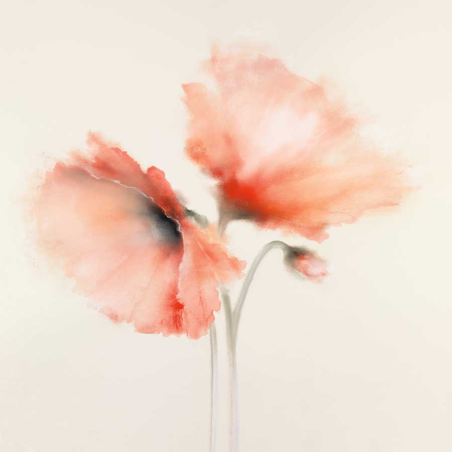 Pink Chiffon II by artist  J.P. Prior