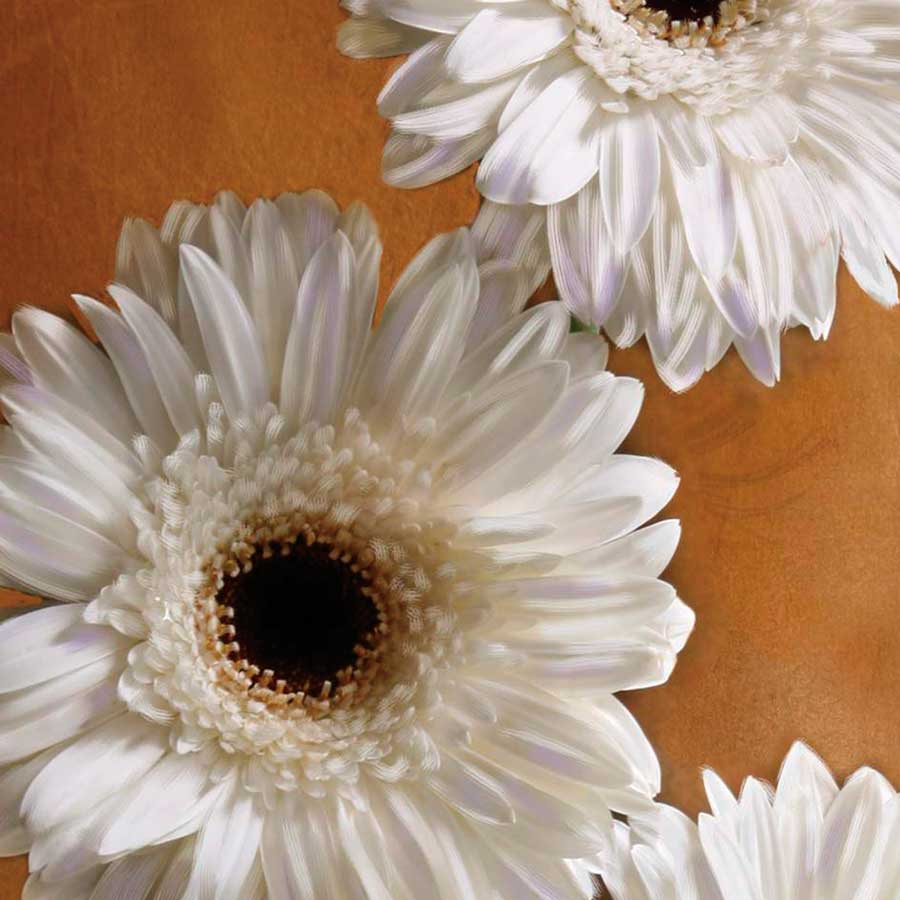 Gerber Delight I by artist Janel Pahl