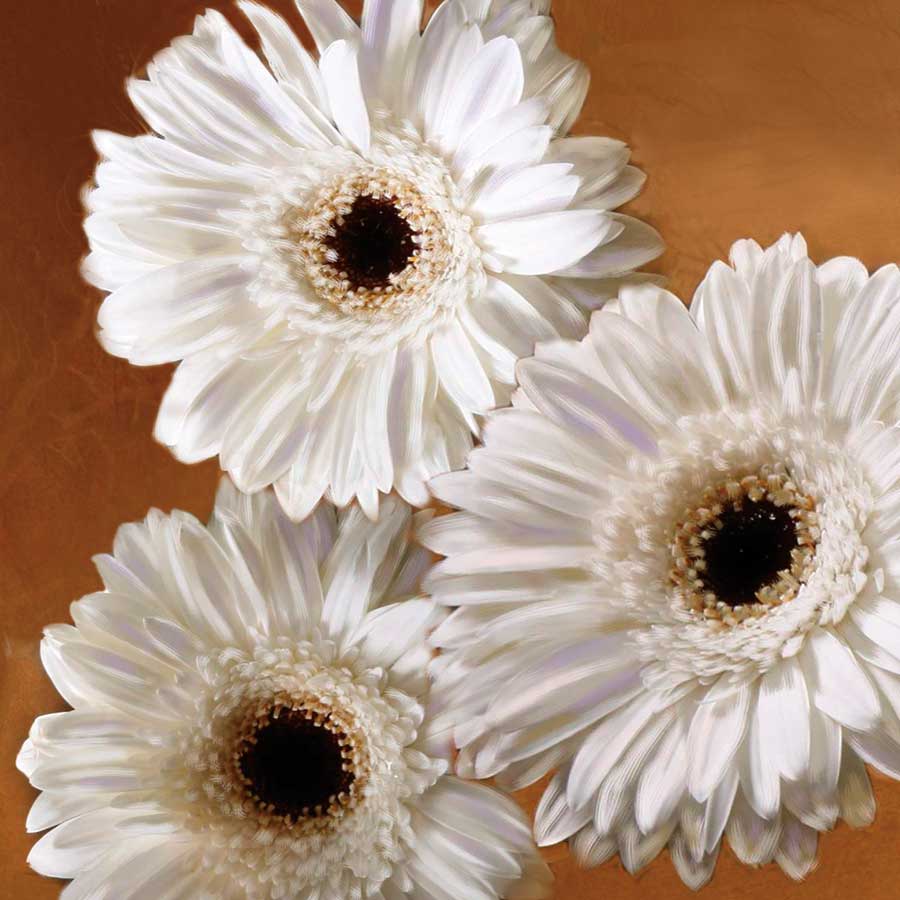 Gerber Delight II by artist Janel Pahl