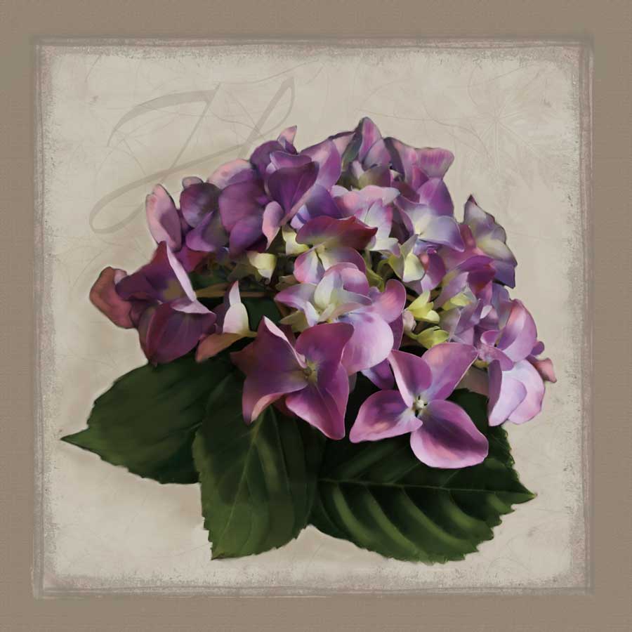 Botanical Hydrenga by artist Janel Pahl