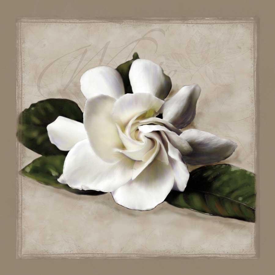 Botanical Gardenia by artist Janel Pahl