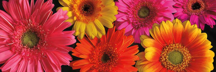 Simply Spring by artist Janel Pahl