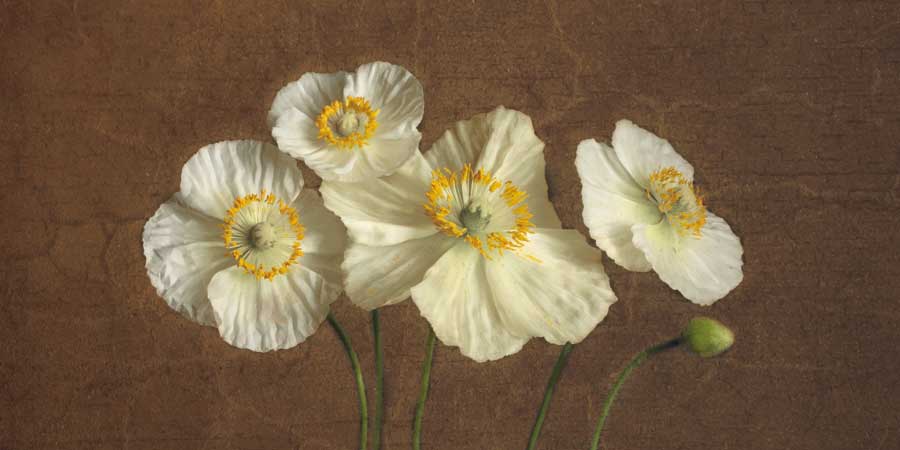 Precious Poppies by artist Janel Pahl