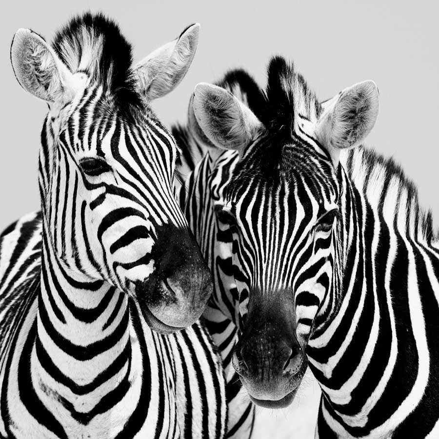 Namibia Zebras by artist Nina Papiorek