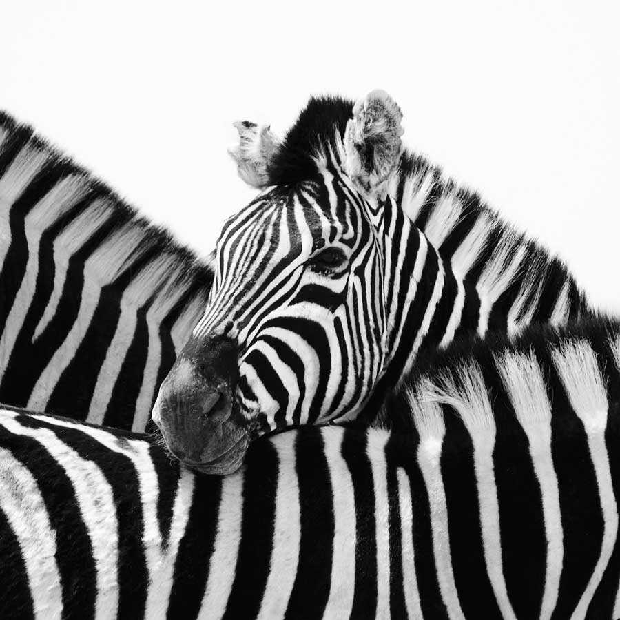 A Safe Place by artist Nina Papiorek