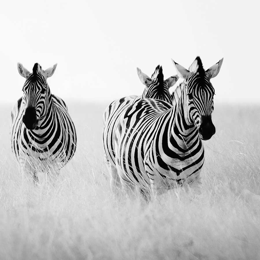 Rendezvous I by artist Nina Papiorek