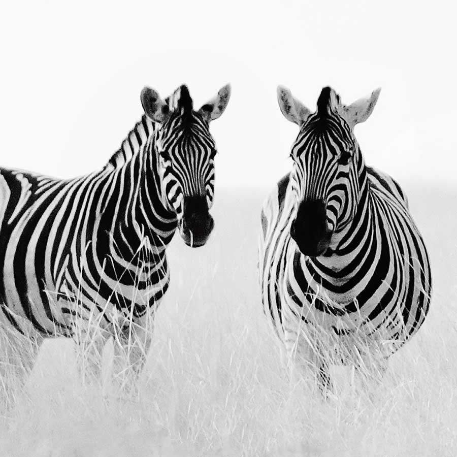 Rendezvous II by artist Nina Papiorek