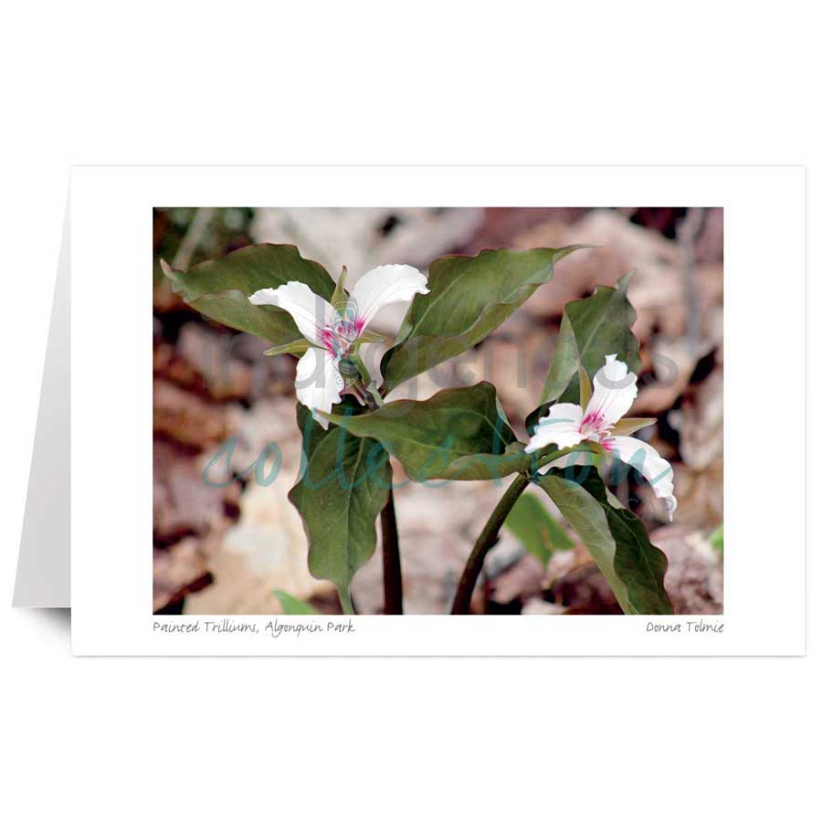 Painted Trilliums,¬† Algonquin Park by artist Donna Tolmie