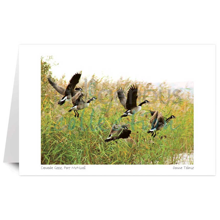 Canada Geese, Port McNicoll by artist Donna Tolmie