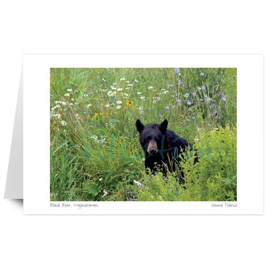 Black Bear, Magnetewan by artist Donna Tolmie