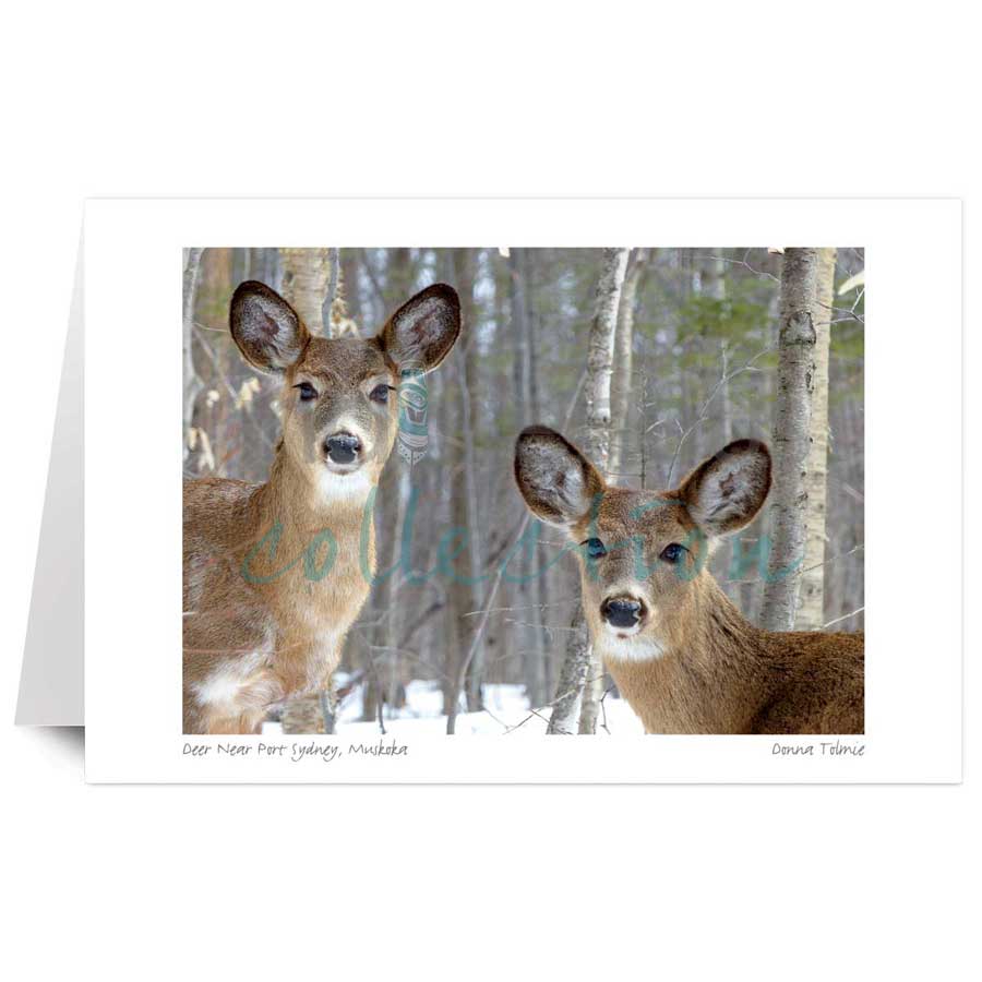 Deer Near Port Sydney, Muskoka by artist Donna Tolmie