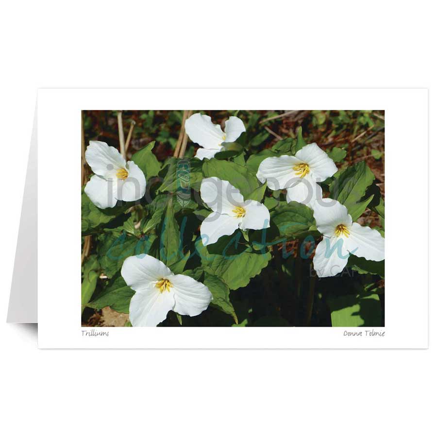 Trilliums by artist Donna Tolmie