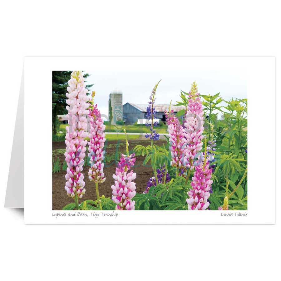 Lupines and Barn,¬†Tiny Township by artist Donna Tolmie