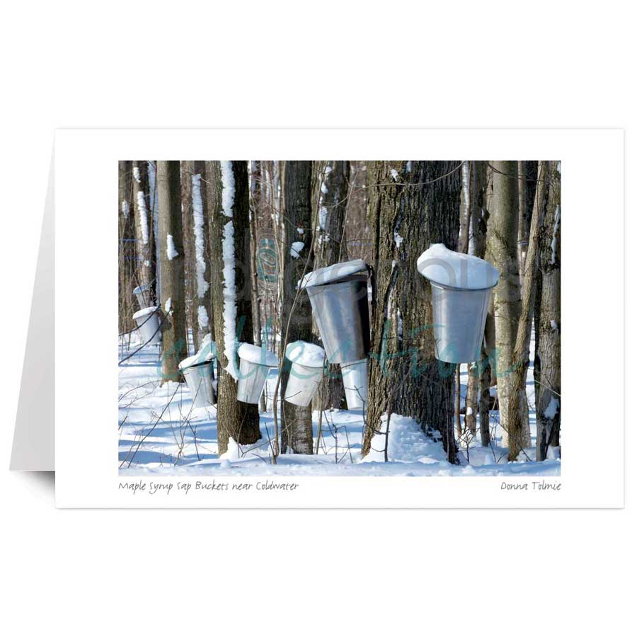 Maple Syrup Sap Buckets near Coldwater by artist Donna Tolmie