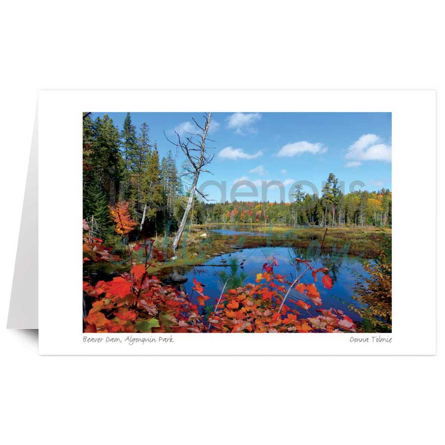 Beaver Dam, Algonquin Park by artist Donna Tolmie