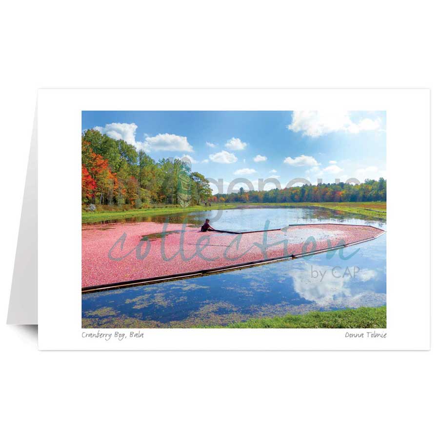 Cranberry Bog, Bala by artist Donna Tolmie