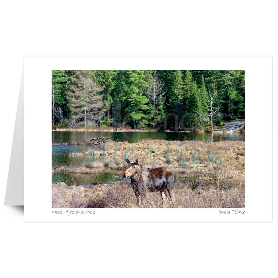 Moose, Algonquin Park by artist Donna Tolmie